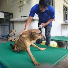 Our team member provides comfort and reassurance to a paralyzed dog during his therapy session. Emotional support is a key part of the healing process.