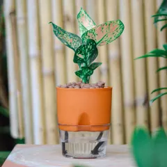 Meet the self-watering planter, my solution for busy plant parents. This Aglaonema is thriving in an orange pot that manages watering for you, keeping the soil perfectly moist without the daily effort.