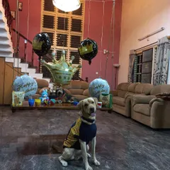 Joy the Labrador celebrating his birthday in our home-like environment. Dressed in his party sweater and surrounded by balloons, he is seen patiently waiting for his treat, showing the gentle temperament we nurture.