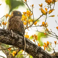 This series captures a Brown Fish Owl with its snake kill in Pilibhit Tiger Reserve. From the intense stare to the act of consumption, these images tell the full story of a successful hunt.