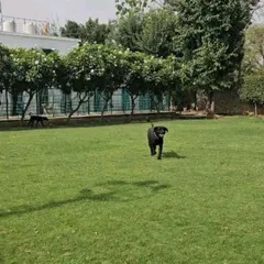 This is what happiness looks like. A wide-open lawn, green grass, and the freedom to run. We provide a safe, expansive dog park environment for daily exercise and fun.