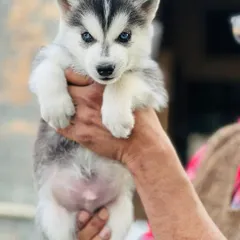 This male Husky puppy has piercing blue eyes and a beautiful grey and white coat. He is a top-quality pup, active, healthy, and ready for adventure.