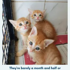 These kittens are barely a month and a half old, with nowhere to go. They are incredibly vulnerable and need to be in a home environment to thrive. Please consider adopting one of these little souls.