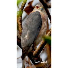 Sometimes, you feel like you're the one being watched. The fiery red eye of this Shikra, a skilled bird of prey, stared right through my lens. It's a reminder of the wild, untamed spirit of these magnificent hunters.