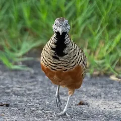 A Barred Buttonquail walking towards the camera, a rare and intimate view of this ground-dwelling bird.