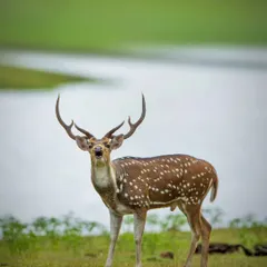 A handsome spotted deer stag stands proudly in a meadow in Bandipur Tiger Reserve. His impressive antlers and alert stance make for a classic wildlife photograph.