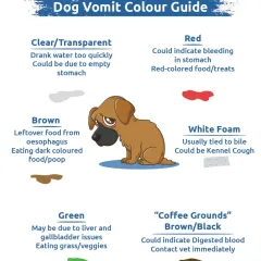 This Dog Vomit Colour Guide is a vital tool for any pet parent. It helps you understand what different colors might indicate, from an empty stomach to more serious issues that require a vet visit.