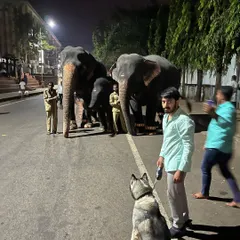 Here you can see the full picture of our late-night encounter. My goal is to expose dogs to unique situations like this to build their confidence and teach them to look to me for guidance.