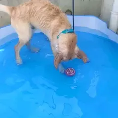 On a hot day, a kiddie pool can be a lifesaver! This pup is having a blast cooling off and playing in the water. It's a fun and effective way to beat the heat.