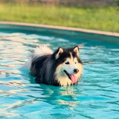 Nothing beats the Bengaluru heat like a cool dip in our pooch pool. This beautiful husky knows how to enjoy the perfect afternoon splash at our doggy daycare.