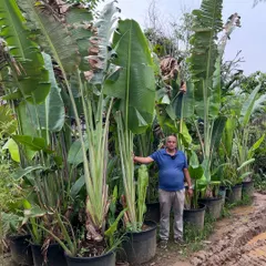Here I am with our collection of large Bird of Paradise plants. These are perfect for creating a tropical, high-end look in hotel lobbies, showrooms, or large office spaces. We have them in sizes that make a real statement.