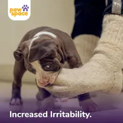 This image shows a puppy exhibiting early signs of irritability. Our puppy socialization and training programs are designed to address such behaviors early, ensuring your pet grows into a well-adjusted and gentle adult dog.