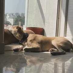 Soaking up the morning sun. This pup found a perfect, quiet spot by the window to relax and watch the world go by. We have plenty of sunny corners for peaceful afternoon naps.