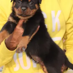 A clear view of this handsome Rottweiler puppy. He has been dewormed and vaccinated, with all health records available for his new owner.