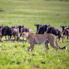 All eyes on the main character. A cheetah walks with purpose through the tall grass of the Masai Mara, seemingly unfazed by the herd of wildebeest in the background.