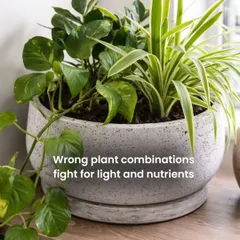 Did you know that wrong plant combinations can fight for light and nutrients? Our Home Mali experts can help you choose the right companions for your planters to ensure all your plants grow harmoniously together.