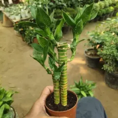 A lucky bamboo plant from my stock. These are very popular for bringing good fortune and are very easy to care for.