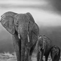This powerful pencil drawing depicts a family of elephants with incredible realism. The artist has masterfully rendered the wrinkled skin texture and the gentle strength of these magnificent animals.