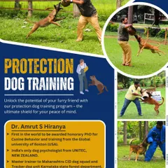 Protection training is the ultimate shield for your peace of mind. We teach dogs to respond to threats effectively, turning them into a reliable and disciplined protector for your family.