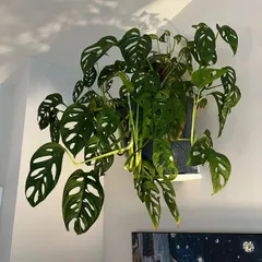 The unique, hole-filled leaves of the Monstera adansonii, also known as the Swiss Cheese Plant. It's a beautiful trailing plant that adds a touch of the jungle to any room.
