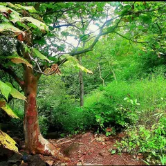 And this is the very same spot transformed by the monsoon. The arrival of water brings an explosion of lush, vibrant green, demonstrating the incredible resilience of the forest.