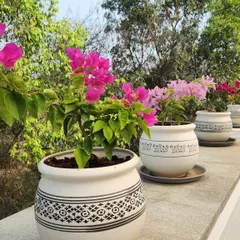 A close up of vibrant bougainvillea in elegant, patterned ceramic pots. We believe the right planters are just as important as the plants themselves, and we help clients select pots that complement their decor and ensure plant health.