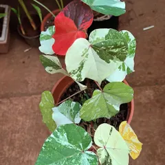 The life cycle of a Sea Hibiscus leaf is a beautiful thing to watch, from new growth to old. We have these unique variegated plants available for you to experience at the nursery.