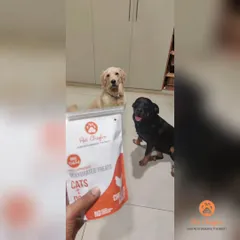 Two beautiful pups with their eyes on the prize. They know a good thing when they see it, and they're patiently waiting for their Pet Chefin treats.