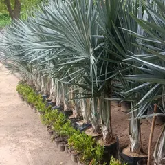 A row of healthy Bismarckia nobilis palms, known for their stunning silver-blue fronds. We stock a variety of exotic and decorative palms.