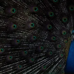 This composition includes the peacock's head and neck, providing context to the abstract pattern of its feathers. The vibrant blue of its body contrasts beautifully with the dark, complex pattern of the train.