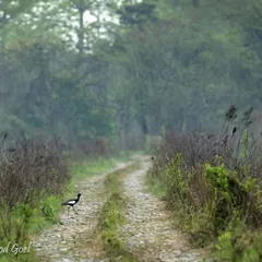 The critically endangered Bengal Florican, a rare gem native to the Indian subcontinent. Spotting this bird in the grasslands of Manas Tiger Reserve is a special experience, highlighting the unique biodiversity of Northeast India.