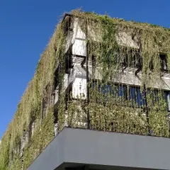 A few years after completion, the facade of this tech office is thriving. The cascading plants have taken over the wire mesh framework, creating a lush green curtain that provides shade and a strong visual identity.