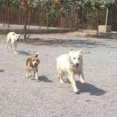 The chase is on. Three happy dogs enjoying a run together in our spacious gravel park. This kind of play is great exercise and builds strong social bonds.