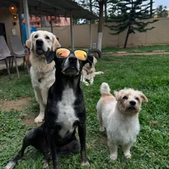 Aren't Indies pretty? At Therpup, our rescued dogs have found their 'Azadi life', being cared for, loved, and cherished. Come meet them and feel the love.