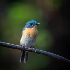 A Tickell's Blue Flycatcher perched quietly. The contrast between the dark background and the bright clearing behind the bird creates a natural spotlight effect.