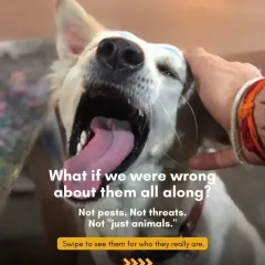 What if we were wrong about them all along? This series challenges common negative perceptions of animals, asking people to see them for who they really are.