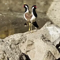 A perfect pair of Red-wattled Lapwings, spotted during our bird walk in Pune. It's amazing to discover how much birdlife thrives right in our cities.