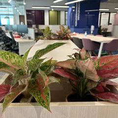 We used colorful Aglaonema varieties to add a dash of color to these office desk dividers. These plants are perfect for indoor environments as they are hardy, tolerate low light, and help purify the air.