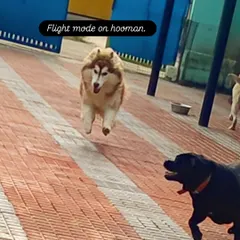 Flight mode on, hooman. I love it when the huskies get to full speed and look like they're flying.