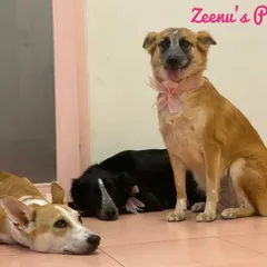 The three musketeers! This trio of lovely Indie dogs is relaxing after their group grooming session. It's always a party when friends come together.