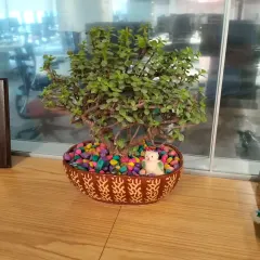 A beautiful Jade bonsai in a decorative bowl with colorful stones adds a touch of artistry and tranquility to this desk. Bonsai and other unique tabletop plants are a great way to express personality and create a focal point in a small space.