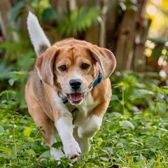 An exhilarating action shot of a Beagle running through a park. I use a fast shutter speed to freeze the motion, capturing the power in his stride and the joy on his face.