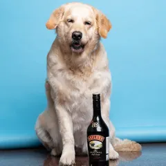 Sometimes a simple idea is the most effective. This is Bailey, a Golden Retriever, posing with a bottle of his namesake for a fun, conceptual product shot.