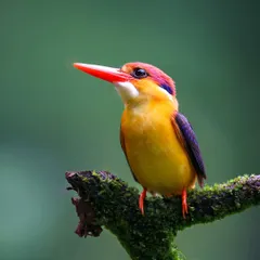 The Oriental Dwarf Kingfisher, often called the "Jewel of Konkan," is as elusive as it is vibrant. Finding and photographing such gems requires deep local knowledge, which I share on my specialized tours.