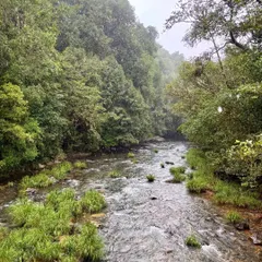 A beautiful, clear stream flowing through the dense shola forests of the Kudremukh region. Crossing these streams is a refreshing part of the trekking experience here.