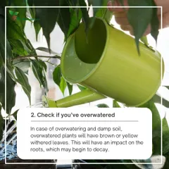 Yellow, withered leaves and constantly damp soil are classic signs of overwatering. This can cause the roots to decay, so it's important to let the soil dry out and adjust your watering schedule.