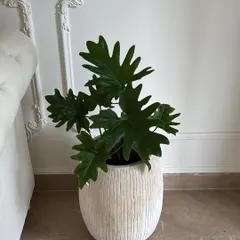 This Philodendron Selloum looks stunning in a simple, textured white planter. Placed next to the classic white furniture, its large, sculptural leaves add a touch of natural elegance and sophistication to the room.
