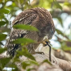 This series captures a Brown Fish Owl with its snake kill in Pilibhit Tiger Reserve. From the intense stare to the act of consumption, these images tell the full story of a successful hunt.