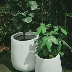 A plant is a piece of living sculpture. Here, a Fiddle Leaf Fig and a Schefflera plant sit in our minimalist white planters, showing how clean design and bold foliage can create a modern, serene corner in any home.