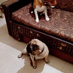 A Beagle on the couch and a Pug on the floor, both chilling out. Dogs can choose wherever they want to relax.